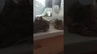 Котейки отдыхают