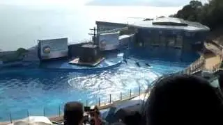 Дельфины в Оушен парке. Ocean Theatre in Ocean Park.