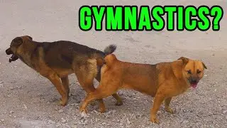 Pets In China - Weird Stuff and Funny Moments (2019)