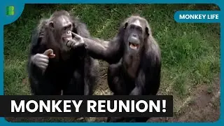Gibbon Pregnancy News - Monkey Life