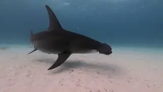 Great Hammerheads at Tiger Beach