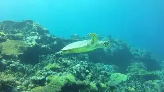 Turtle in the Ulong Channel