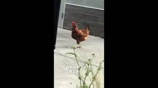 Almost Couldn't Talk (FULL EP) | Chicken Visualizer