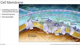 Cell Bio Membranes