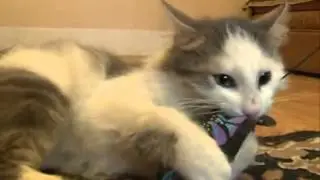 Сюжет про Сёму на ТНТ