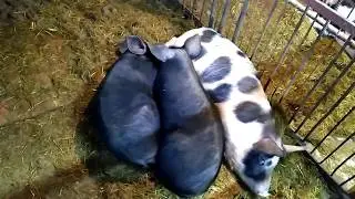 Наши свиньи по будням