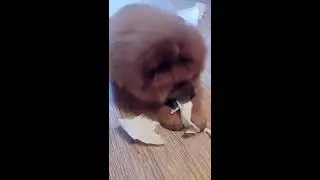 Щенок Чау-чау Кира изучает инструкцию