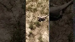 Cute bearded dragon Dex is eating grass
