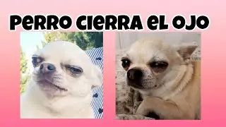 ¿Por qué se le cierra un ojo a mi perro?