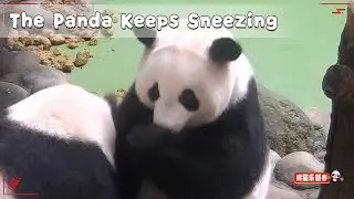 The Panda Keeps Sneezing | iPanda