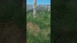 Утки на воле))
