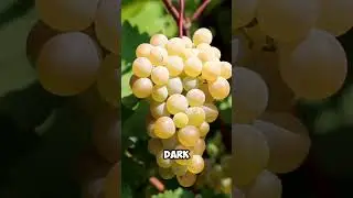 Anti-inflammatory Foods (Healthy Diet) #shorts