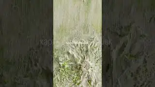 "Пакет", 40х40 см,  смешанная техника, холст, живые ромашки#художникспб #картиныспб #art #искусство
