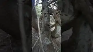 Świerk "Kandelabr" w Wielkim Kotle (pod szczytem Vysoká hole) w Wysokim Jesioniku