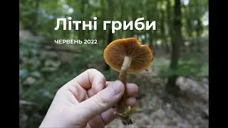 ЛІТНІ ГРИБИ.  ОПЕНЬКИ, ГЛИВИ.