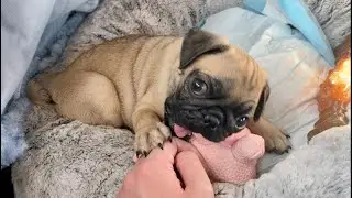 Just a Pug Puppy to Brighten Your Day