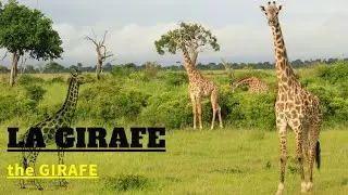 Les girafes, reines géantes et majestueuses de la savane (Tout savoir sur les girafes)