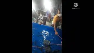 Asyiknya Main Tangkap Ikan LELE
