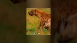 The hyenas attacked the lionesses and gave them a nightmare.