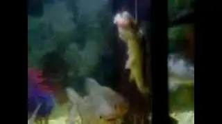 pirana's bite