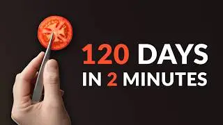 I Planted a Tomato Slice and Waited 120 days