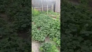 смотрю за хозяйством соседей пока они в отпуске