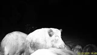 Wild boars on the feeder. Hunting and fishing. Issue # 147