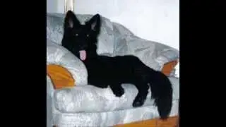 Karjen9598's Favorite Dog Breeds!
