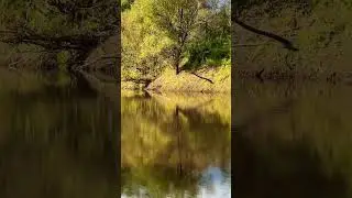 #природа #nature #лес #окунево #путешествия
