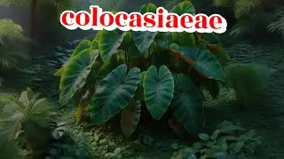 OK WELL!! BANYAK HIBRIDA ASLI INDONESIA DARI JENIS TANAMAN HIAS INI!!