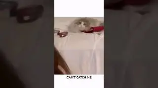 Caught in the act. 🤣 #shorts #funny #viral #funnyvideo #trending