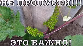 Какие препараты использовать, после цветения!