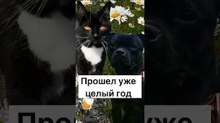 Прошел уже целый год #стаффи