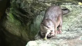 UWL Otter Feeding