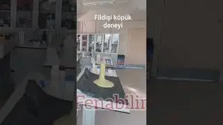 fildişi köpük deneyi