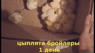 Купил суточных цыплят бройлеров
