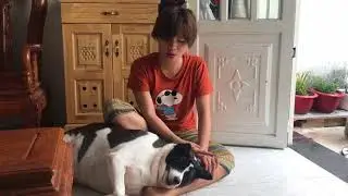 Mon mập bị la - chó béo dễ thương | Thiều Thanh Yến