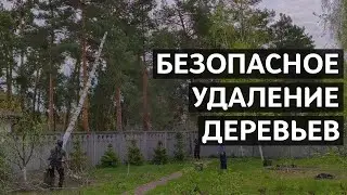 Удалить дерево с участка. Быстрое удаление берез / Экомир