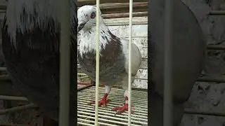 blorok cito dan plontang jambrong