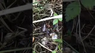 «Ведьмино яйцо» настоящий гриб Ведьм