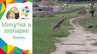 Минутка в зоопарке | Жирафы (с субтитрами)