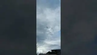 Посадка голубки.