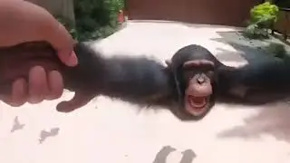 life can be a dream monkey 10 hours edition