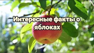 Яблоки🍎/Интересные факты о яблоках🍏/Чем полезны яблоки🤔/Мало кто знает это о яблоках