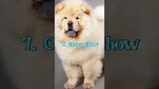 Top 10 Most Dangerous Dog In The World 