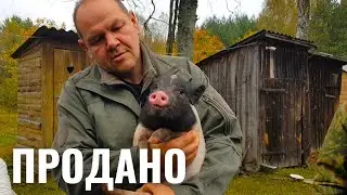 ИСТОРИИ ПРО ХУТОР В ЛЕСУ, ТЕХНИКУ И ПАСЕКУ. ЕЩЁ МИНУС ДВА ПОРОСЁНКА.