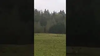 журавли