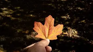 It Starts with One Leaf