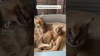 Учимся разговаривать