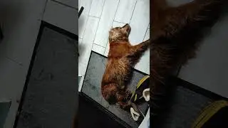 СПАСЕНИЕ СОБАКИ, ТАКИМ ОН К НАМ ПОПАЛ, ЧТО ДЕЛАТЬ??? p.s завтра полный ролик 
